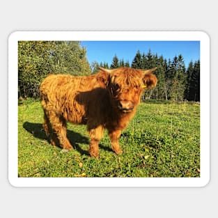 Scottish Highland Cattle Calf 2117 Sticker